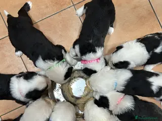 Bobtail cani Cuccioli di Bobtail - Annuncio 13