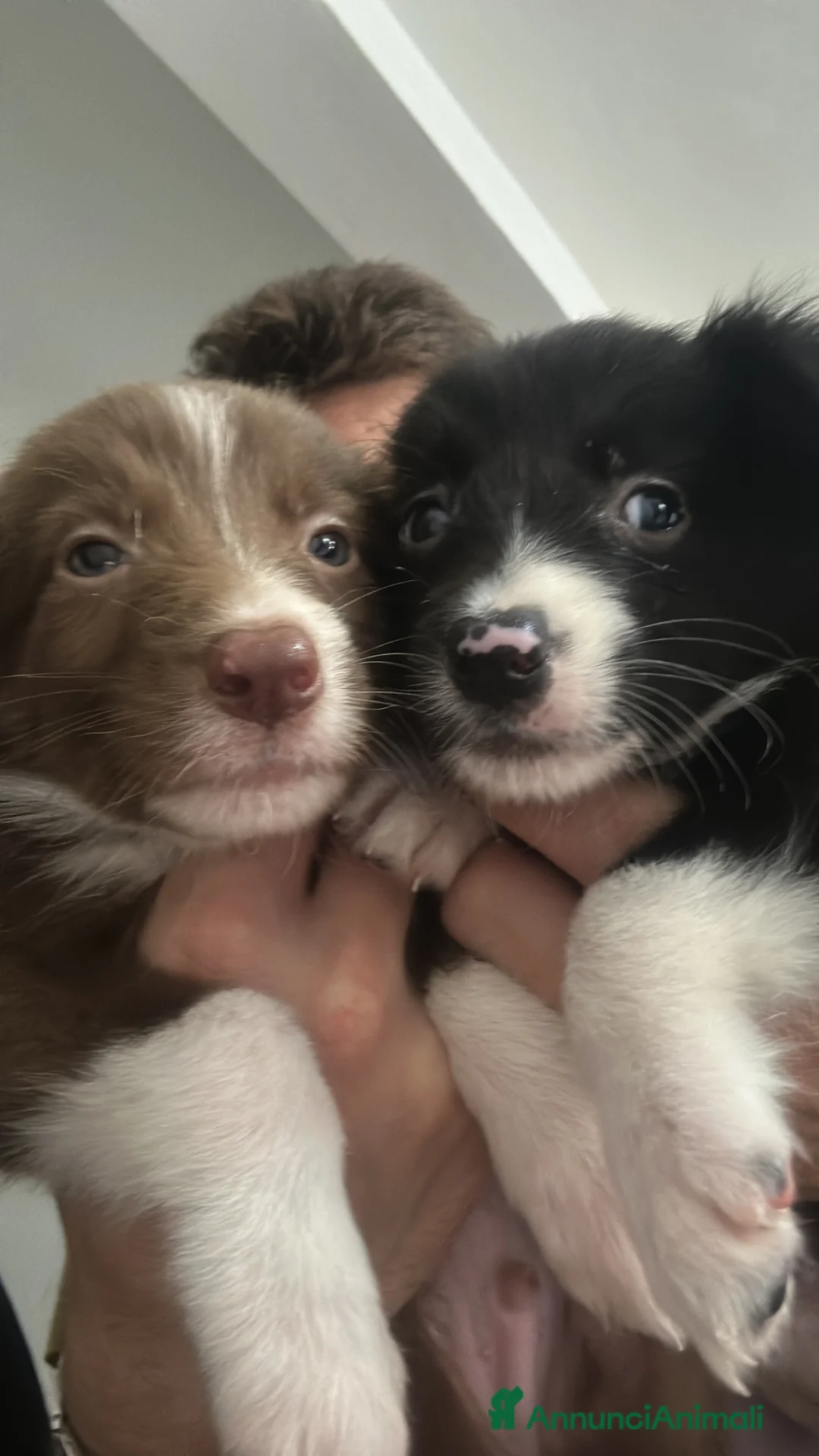 Border Collie cani in vendita: Border collie  - Annuncio 14