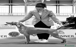 Weimaraner cani in vendita: Mr Blue cerca la sua famiglia perfetta a Provincia di Reggio Emilia - Immagine 8