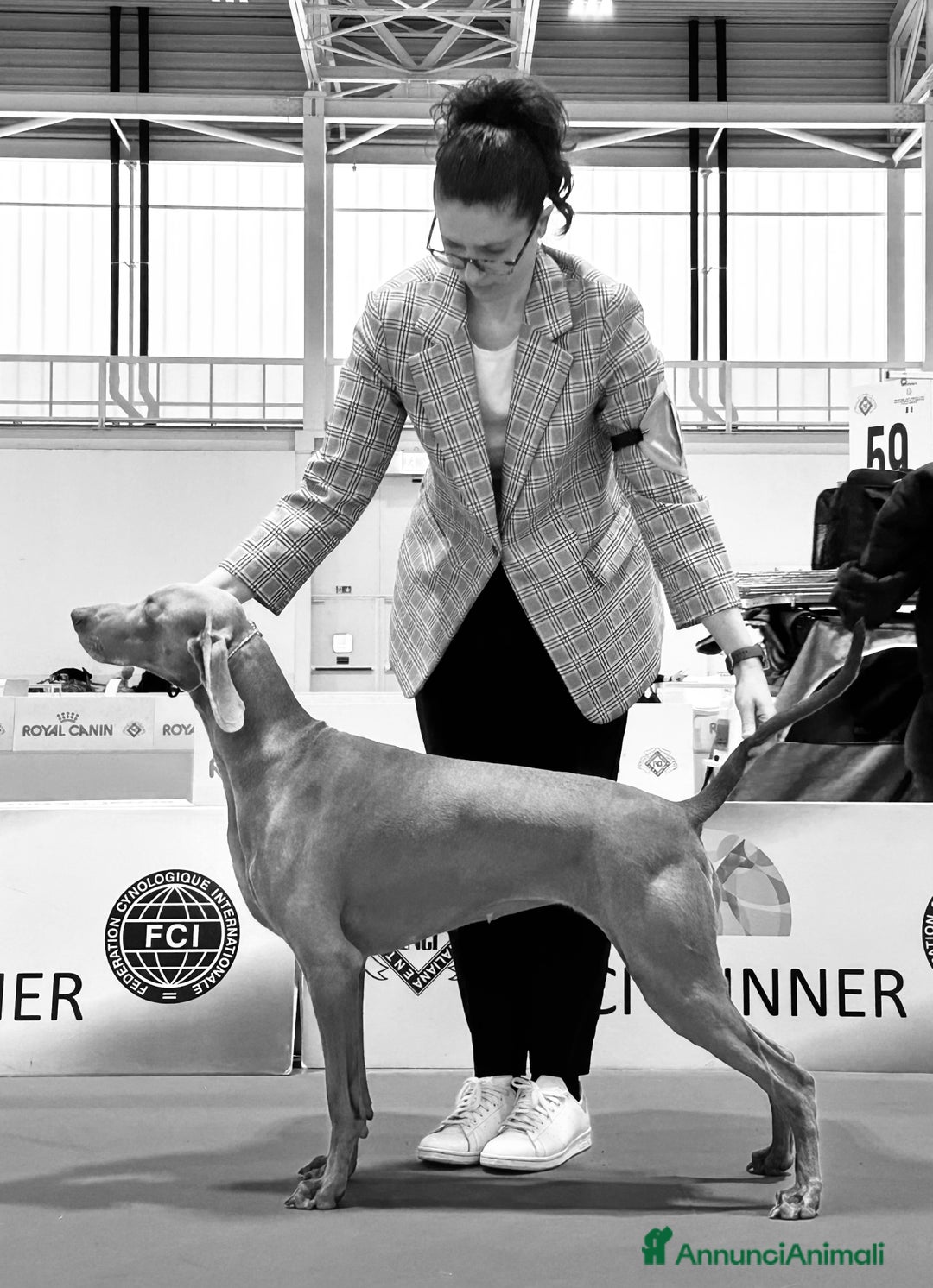 Weimaraner cani in vendita: Mr Blue cerca la sua famiglia perfetta a Provincia di Reggio Emilia - Immagine 8