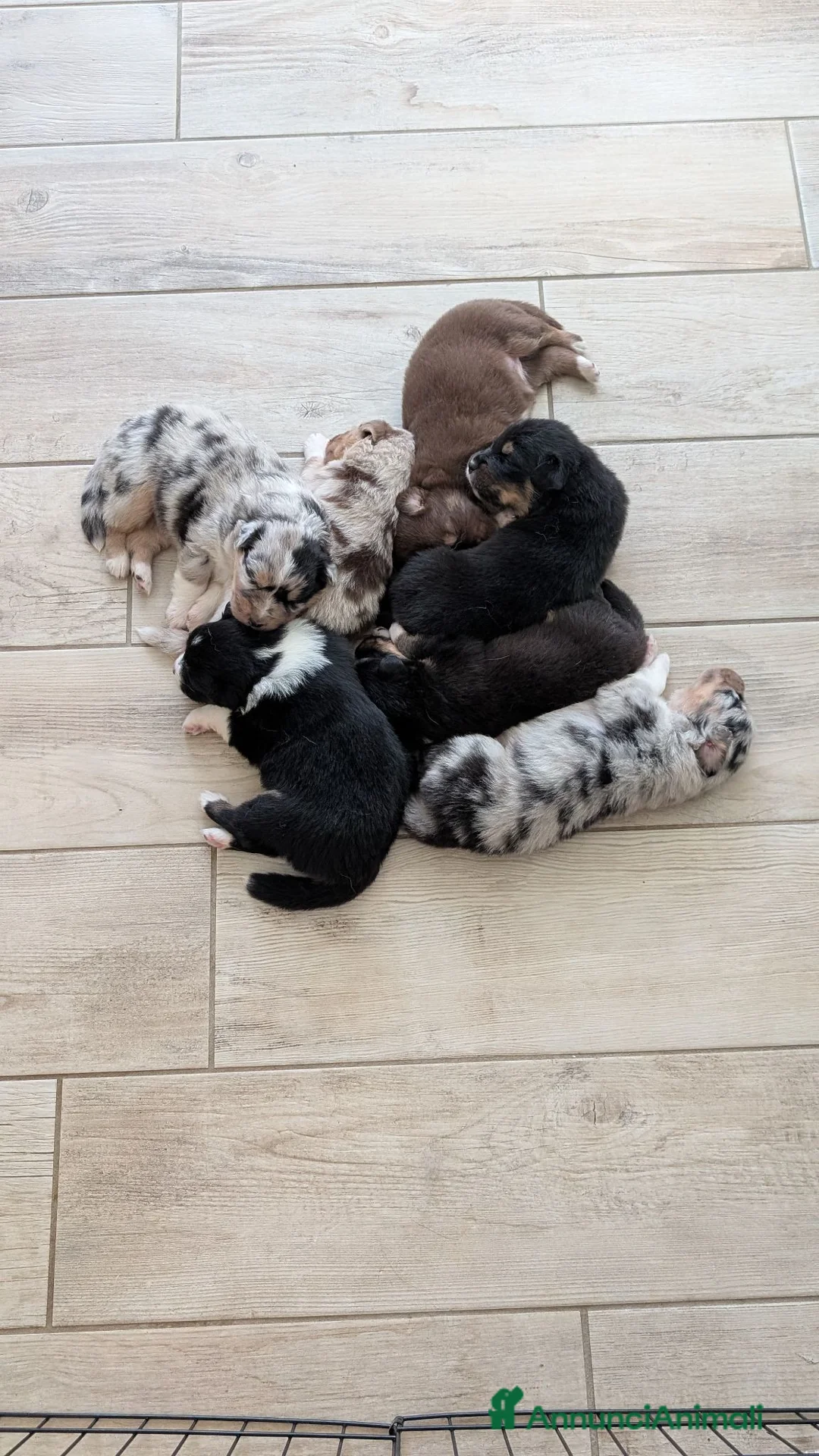 Australian Shepherd cani in vendita: Cuccioli di pastore autraliano - Annuncio 2