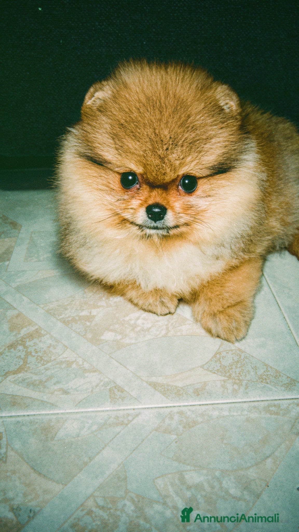Volpino Pomerania cani Volpino di Pomerania  - Annuncio 2