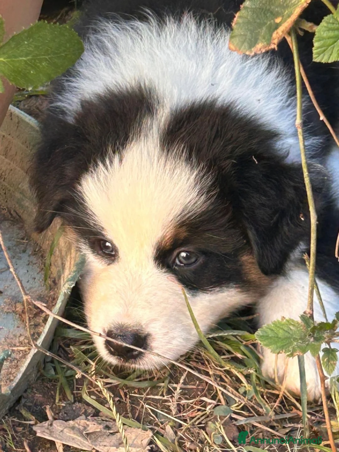 Australian Shepherd cani in vendita: Cucciola australian shepherd/pastore australiano - Annuncio 2