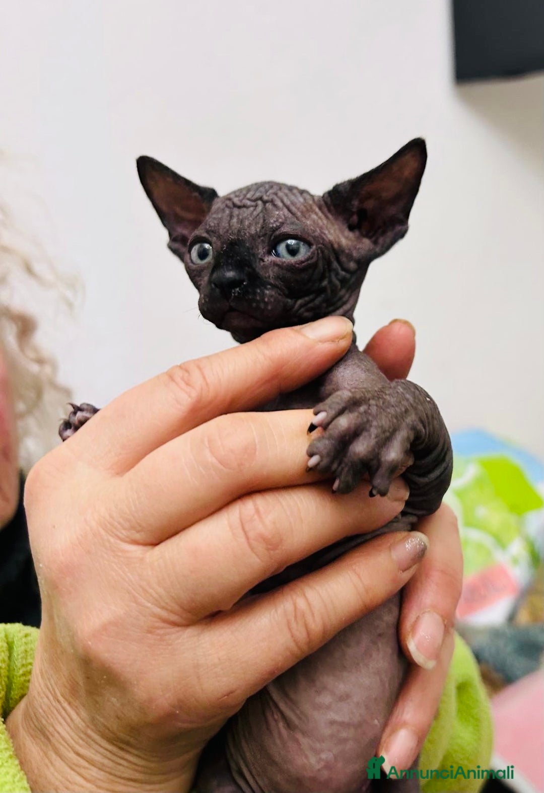 Sphynx gatti in vendita: Sphink in vendita - Annuncio 4