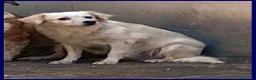 Meticcio cani in regalo: MICK cerca rassicurazione - tg mediopicc. - Annuncio 2