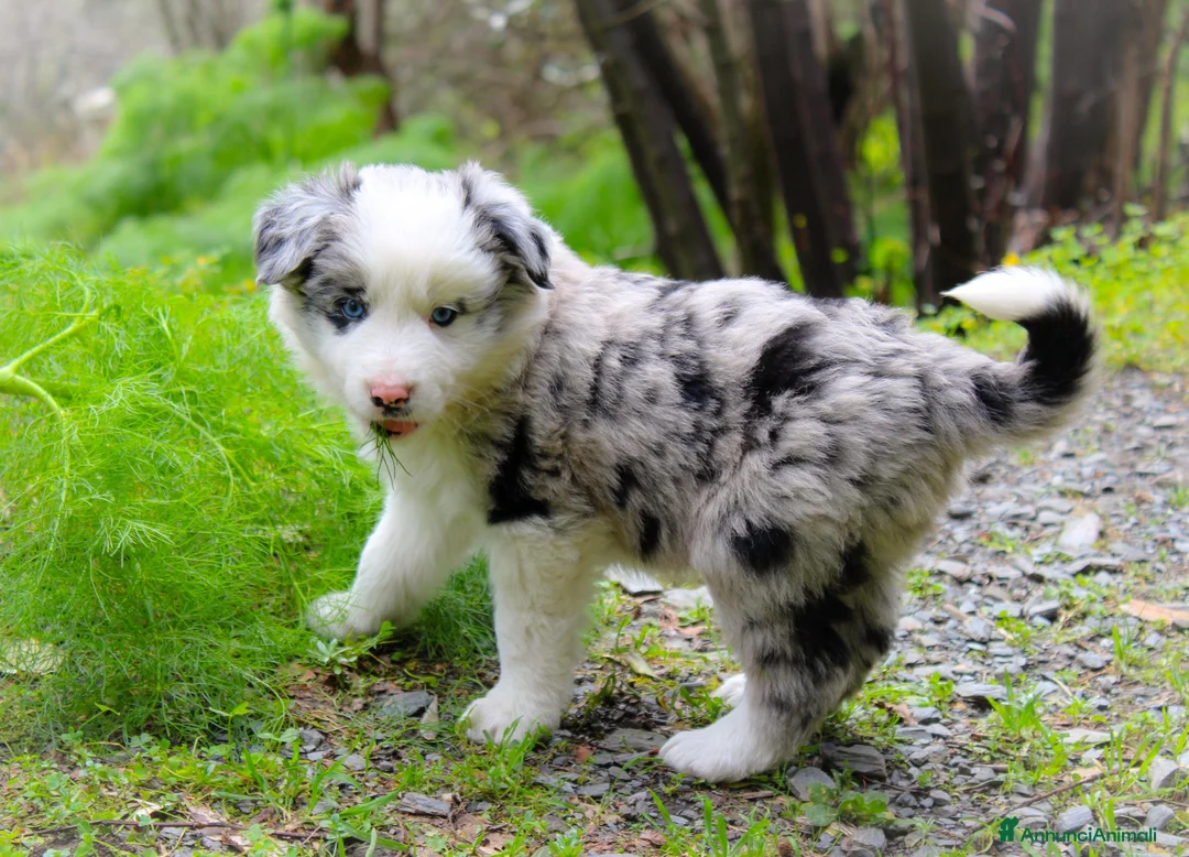 Border Collie cani in vendita: Cuccioli di Border Collie  - Annuncio 2