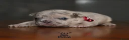 Bulldog Francese cani in vendita: Cuccioli di bulldog francese - Annuncio 15