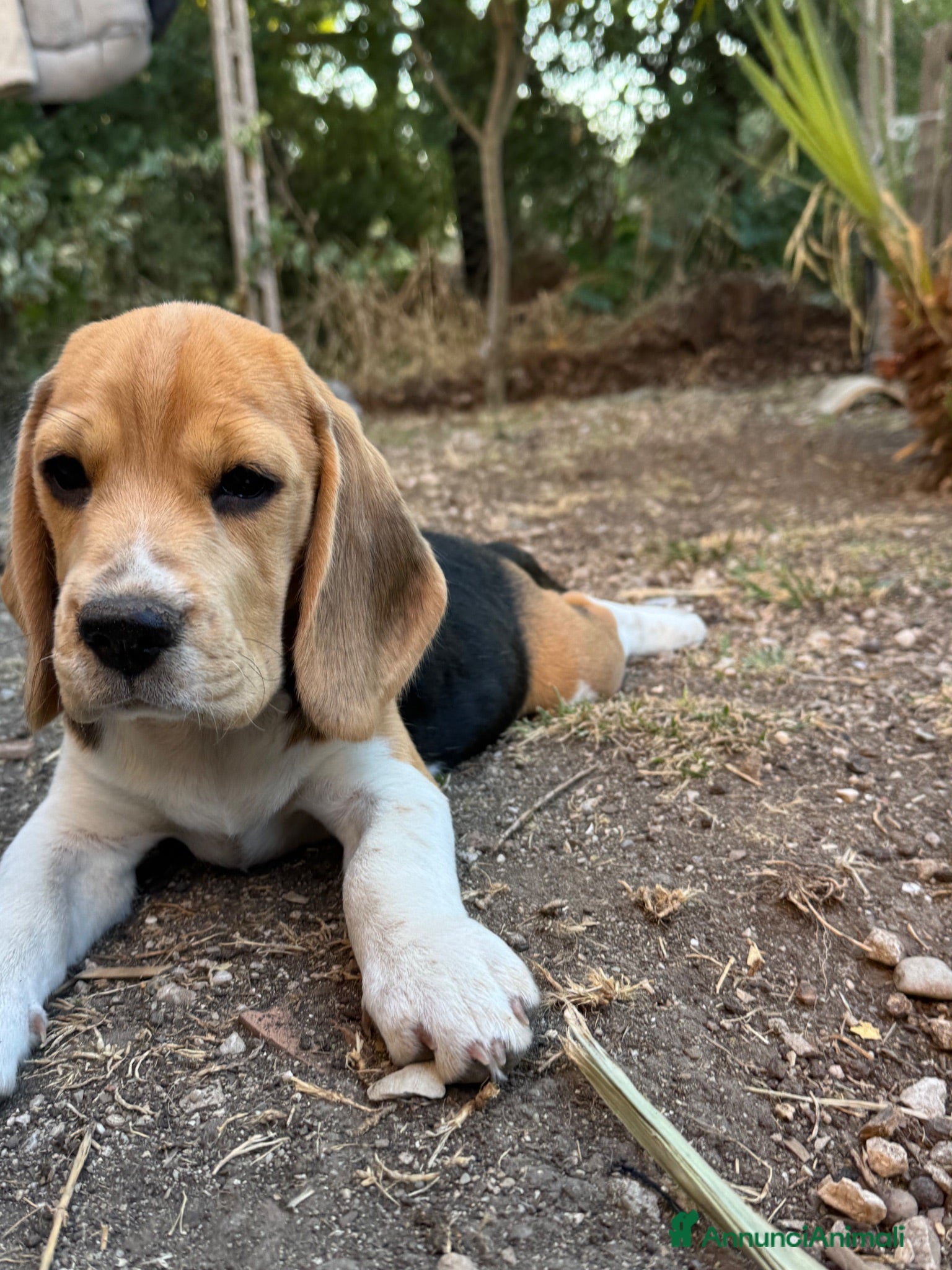 Beagle cani Cucciola di beagle - Annuncio 27