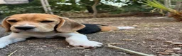 Beagle cani in vendita: Cucciola di beagle - Annuncio 1