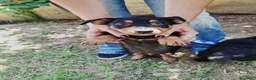 Meticcio cani in regalo: MIKY 💙 il mondo è tutto da scoprire  a Provincia di Rovigo - Annuncio 6