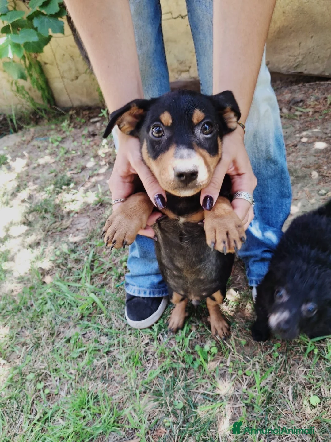 Meticcio cani in regalo: MIKY 💙 il mondo è tutto da scoprire  a Provincia di Rovigo - Annuncio 6