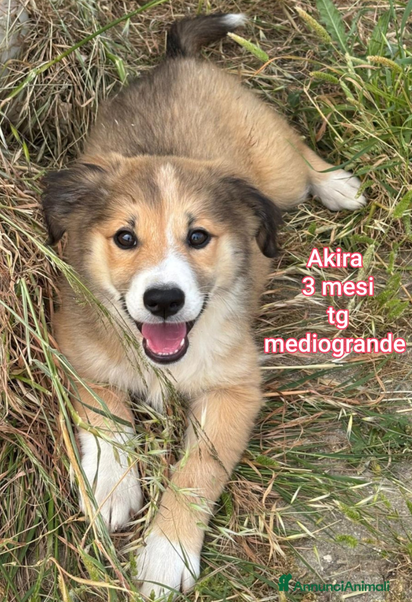 Meticcio cani TROPPI CUCCIOLI SOLI IN RIFUGIO  - Annuncio 21