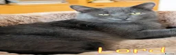Certosino gatti in regalo: LORD  DOLCISSIMO GATTINO SIMILCERTOSINO - Annuncio 2
