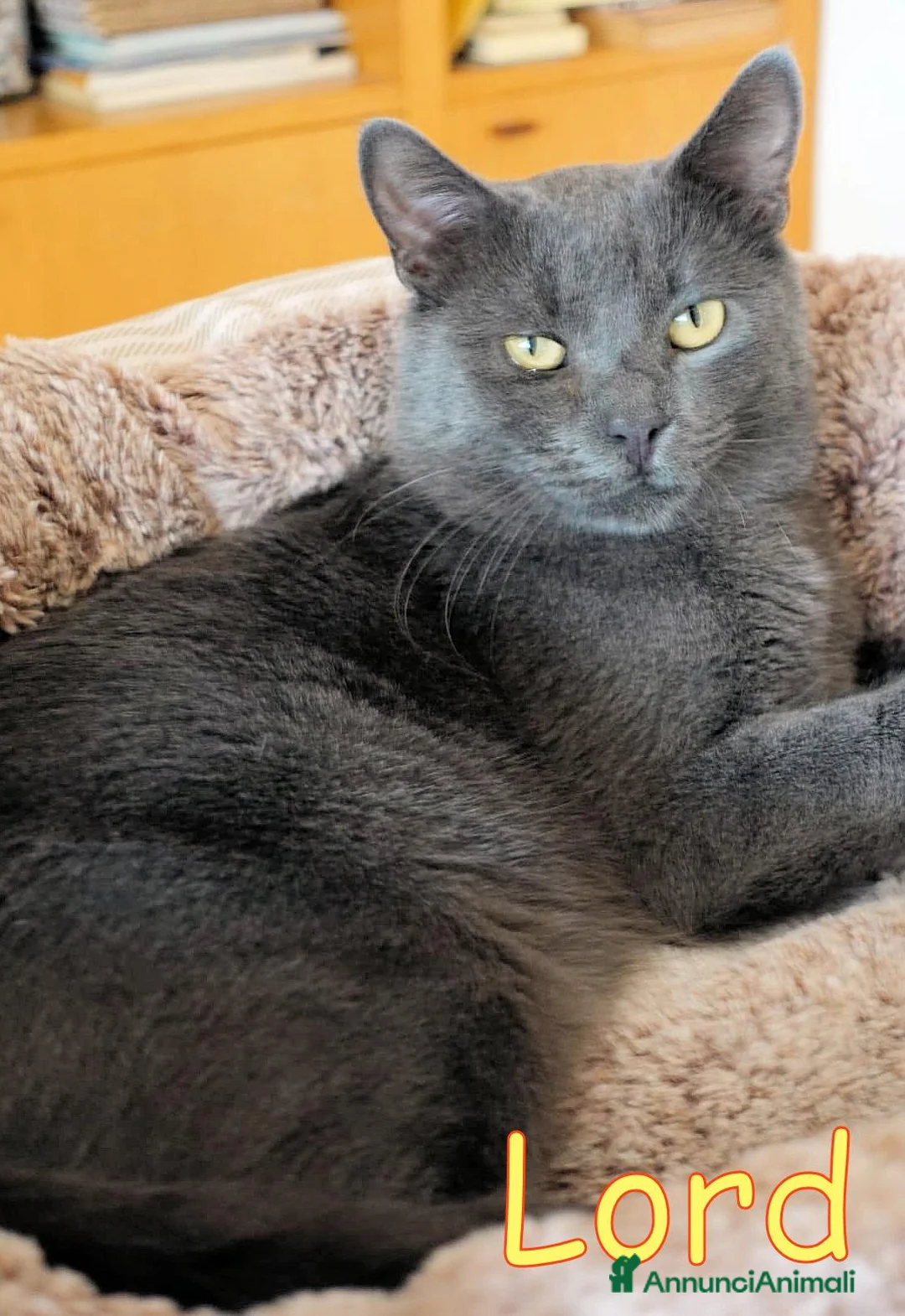 Certosino gatti in regalo: LORD  DOLCISSIMO GATTINO SIMILCERTOSINO - Annuncio 2