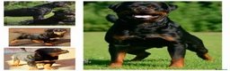 Rottweiler cani in vendita: Disponibili cuccioli Rottweiler  - Annuncio 5