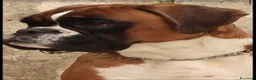 Boxer cani in vendita: BOXER CUCCIOLO FULVO  - Annuncio 2