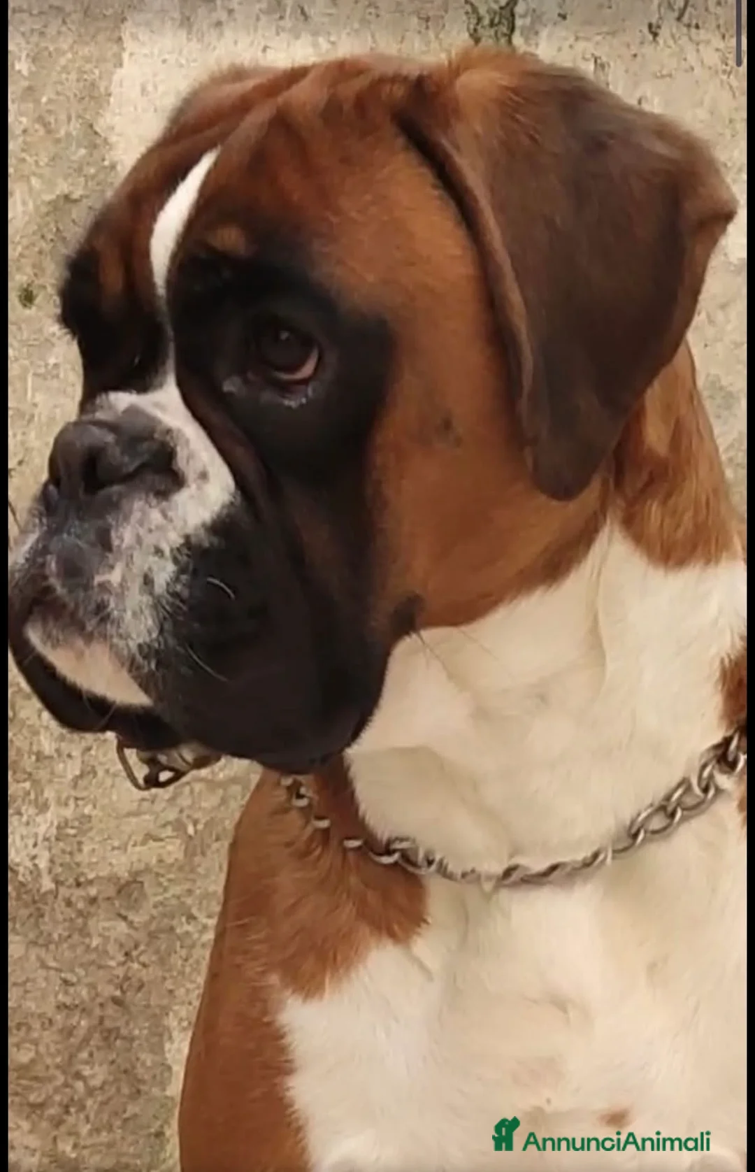 Boxer cani in vendita: BOXER CUCCIOLO FULVO  - Annuncio 2