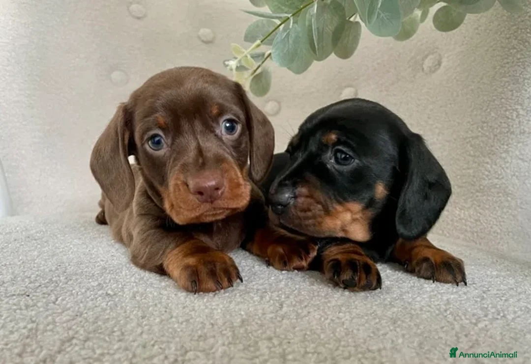 Bassotto cani in vendita: Bassotti nani  - Annuncio 2