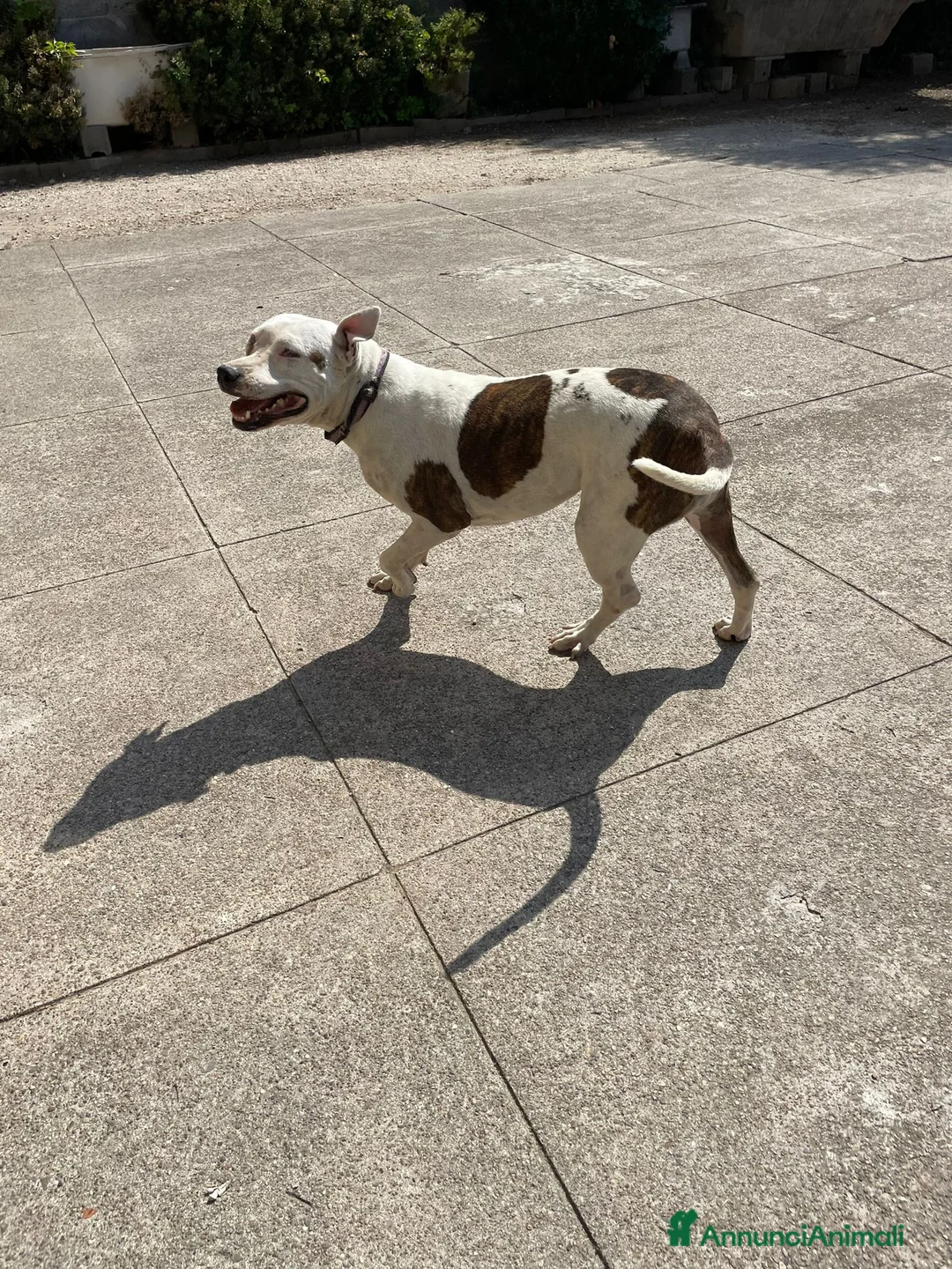 Pitbull cani in regalo: Pitbull salvata 2anni fa,ha xso 1occhio,CREMONA a Città Metropolitana di Milano - Annuncio 3