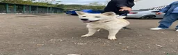 Akita Inu cani in regalo: CERCA CASA SPIGA 🙏☘️😞❤️‍🩹 - Annuncio 3