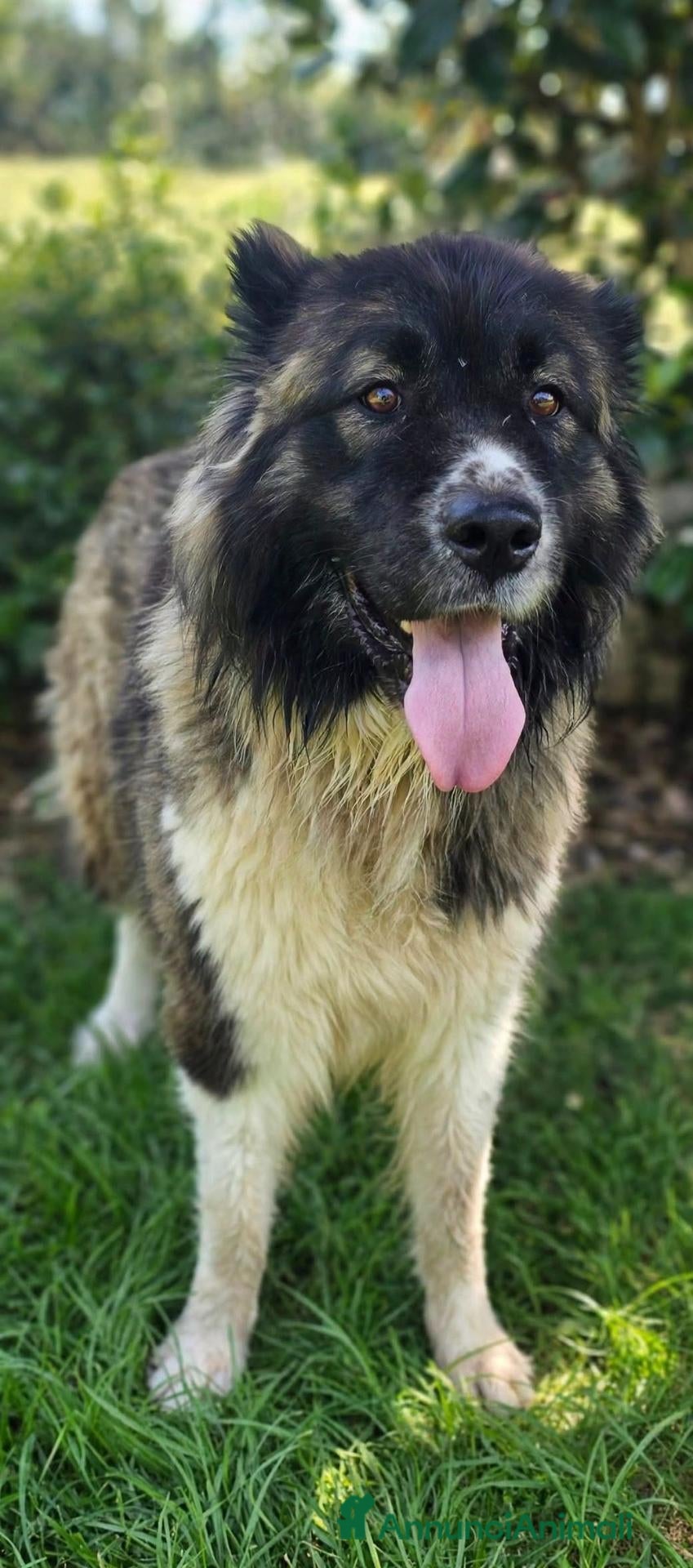 Meticcio cani Georgette - Annuncio 3