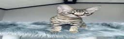 Savannah gatti in vendita: Splendidi cuccioli di gatto Savannah – 4 mesi  - Annuncio 25