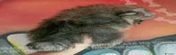 Volpino Pomerania cani in vendita: Cuccioli di Pomerania con Pedigree - Annuncio 16