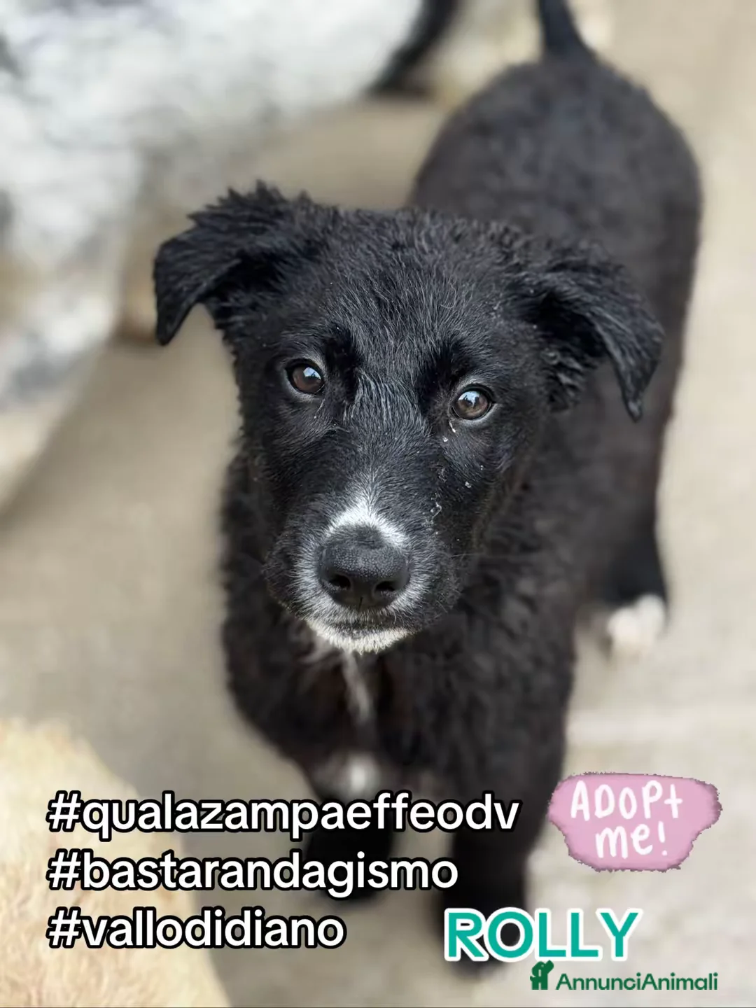 Meticcio cani in regalo: Rolly 3 mesi simpatici e curioso a Città metropolitana di Milano - Annuncio 1