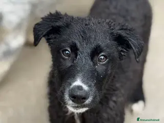 Meticcio cani Rolly 3 mesi simpatici e curioso - Annuncio 34