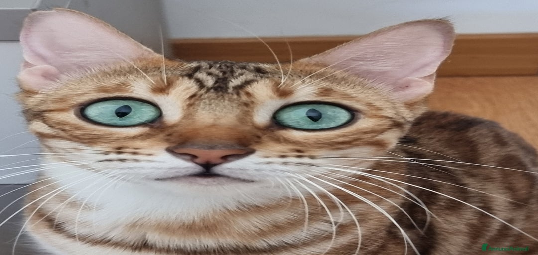 Immagine della galleria {{count}}