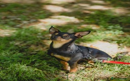 Pinscher Miniatura cani in regalo: STARLET, MINI PINSCHER dolcissima a Città Metropolitana di Firenze - Immagine 8