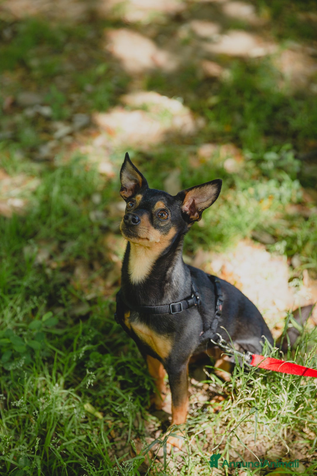 Pinscher Miniatura cani in regalo: STARLET, MINI PINSCHER dolcissima a Città Metropolitana di Firenze - Immagine 8