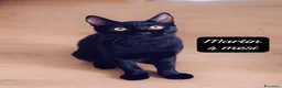 Europeo gatti in regalo: Tanti gattini desiderosi di trovare casa  a Provincia di Bergamo - Annuncio 10