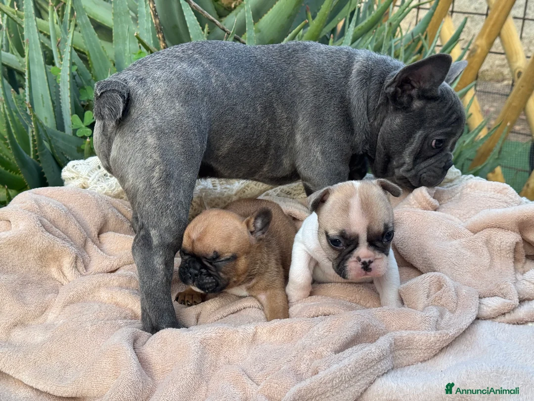 Bulldog Francese cani in vendita: Cucciolo bulldog francese  - Annuncio 6