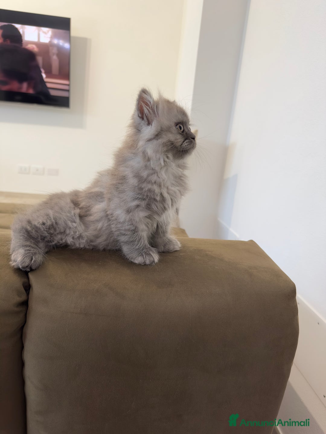 Persiano gatti in vendita: Gattine persiane a Provincia di Brescia - Immagine 17