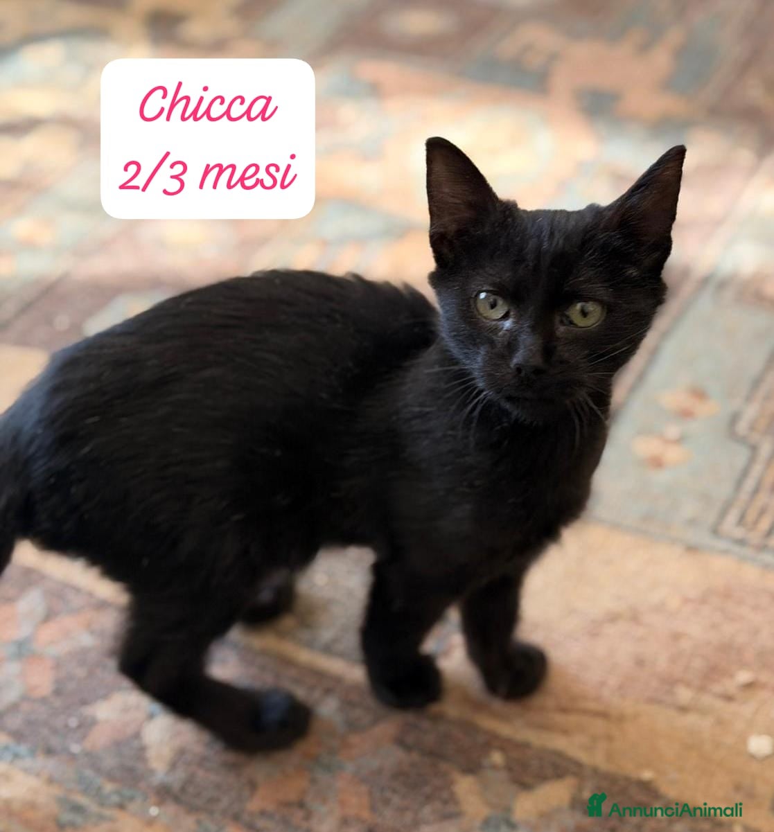 Europeo gatti Famiglie cercasi urgentemente x questi gattini  - Annuncio 12