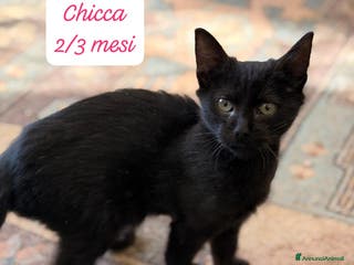 Europeo gatti Famiglie cercasi urgentemente x questi gattini - Annuncio 12