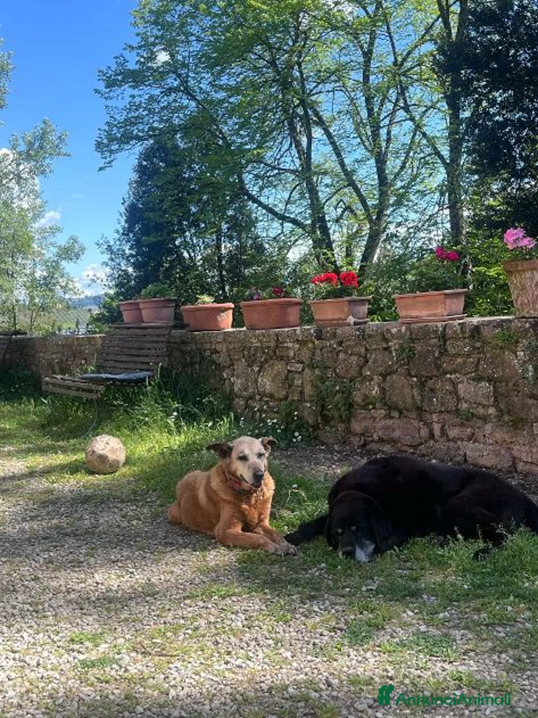 Meticcio cani in regalo: Angelica e Luca nonnini in cerca di casa a Città Metropolitana di Firenze - Annuncio 1