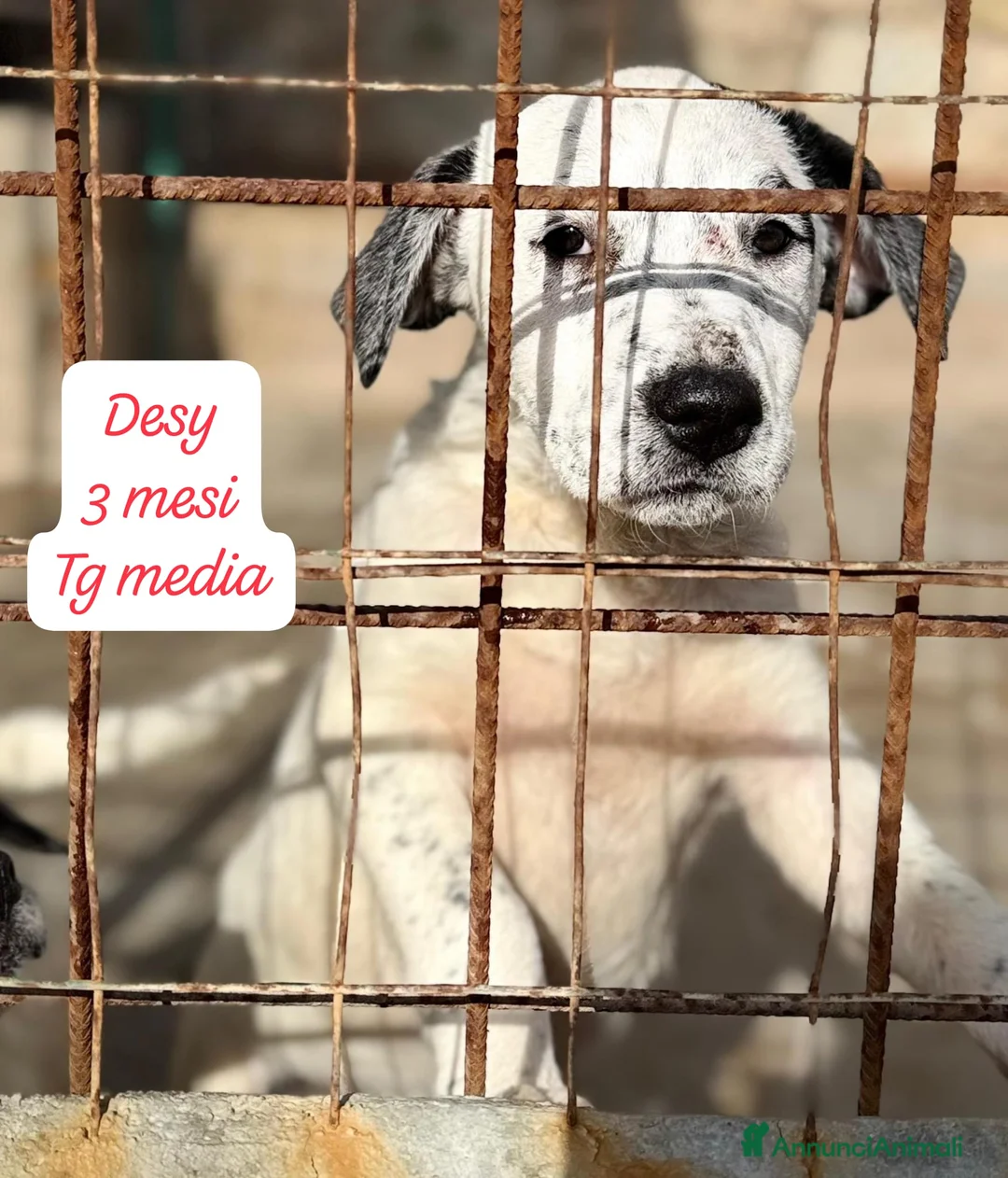 Meticcio cani in regalo: Cuccioli, non hanno chiesto di nascere  - Annuncio 2