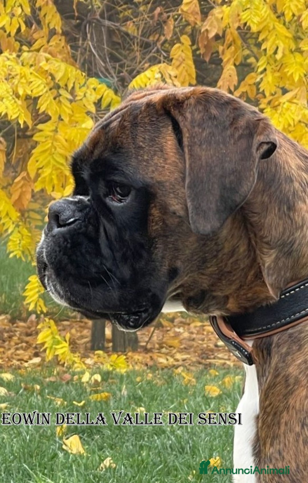 Boxer cani in vendita: BOXER  CUCCIOLI DISPONIBILI - Annuncio 4