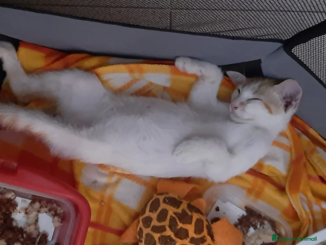 Europeo gatti in regalo: 3 cuccioli cercano casa - Annuncio 2