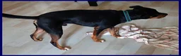 Meticcio cani in regalo: KIMBO piccoletto sempre solo a Città metropolitana di Milano - Annuncio 3