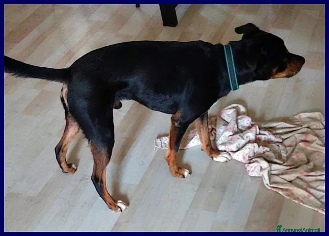 Meticcio cani in regalo: KIMBO piccoletto sempre solo a Città metropolitana di Milano - Annuncio 3