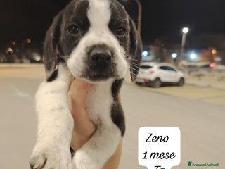 Meticcio cani Adotta un cucciolo invisibile - Annuncio 13
