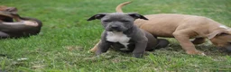 Pitbull cani in vendita: Cuccioli Pit Bull pronta consegna  - Annuncio 29