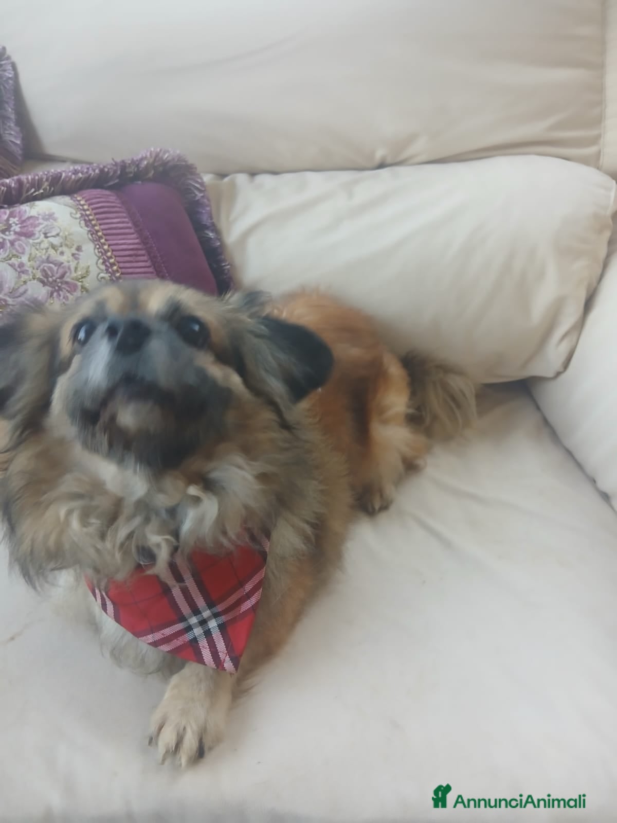 Pechinese cani Peggy, splendida pechinese - Annuncio 2