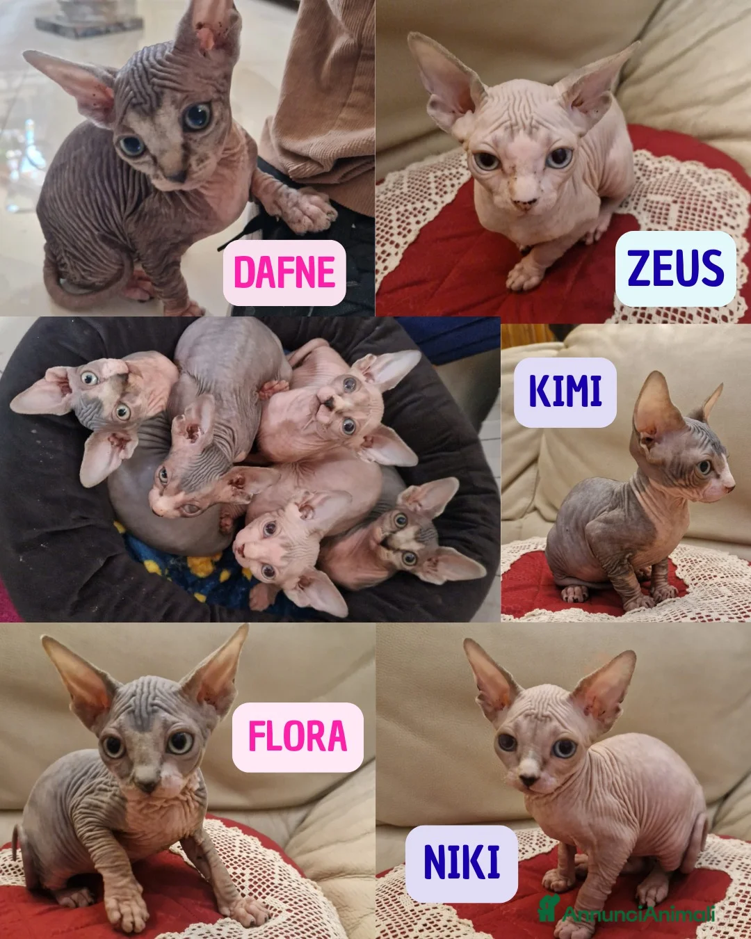Sphynx gatti in vendita: Cuccioli Pshynx a Provincia di Prato - Annuncio 2