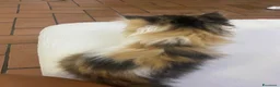 Persiano gatti in vendita: Gattine Persiane ipertipiche - Annuncio 11