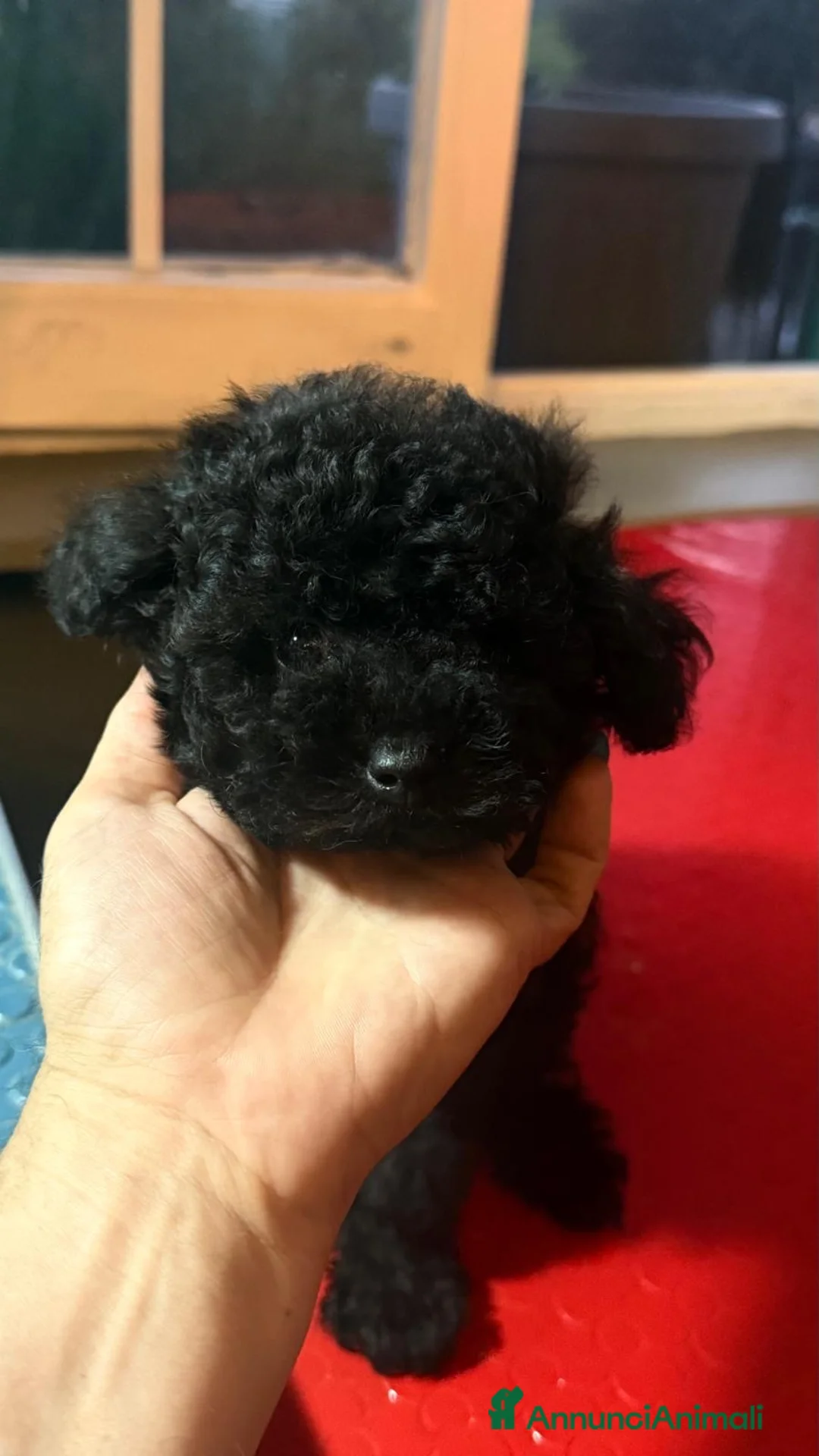 Barboncino Toy cani in vendita: Barboncini toy neri  - Annuncio 5