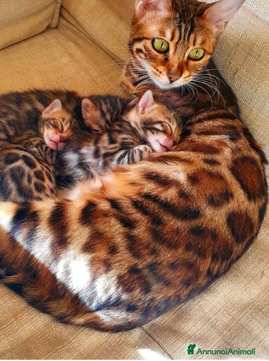 Bengala gatti Cuccioli bengala - Annuncio 8